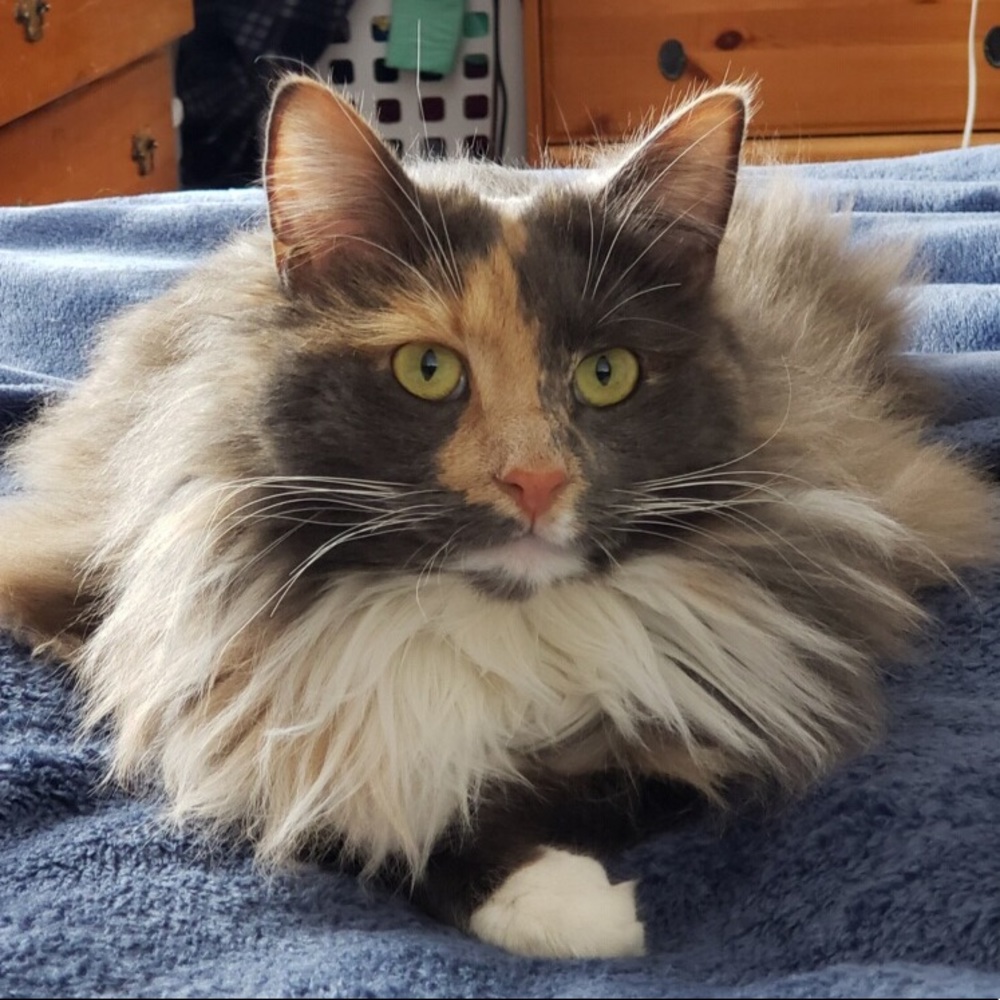 Meet your Posher, Ariel